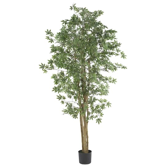 6ft. Potted Japanese Maple Silk Tree